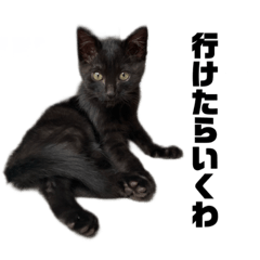 [LINEスタンプ] 黒猫 のひとこと