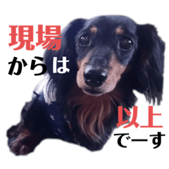 [LINEスタンプ] ダックスのなにげない日常2