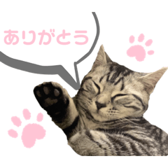 [LINEスタンプ] アメリカンショートヘアのトラコさん