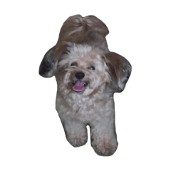 [LINEスタンプ] もち犬スタンプ