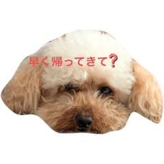 [LINEスタンプ] トイプードル1008