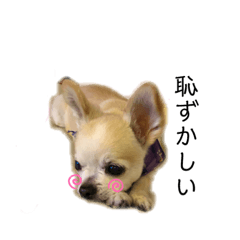 [LINEスタンプ] チャッピーチョコラッキー毎日