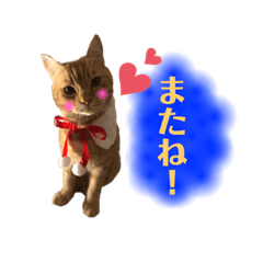 [LINEスタンプ] りん太のスタンプ