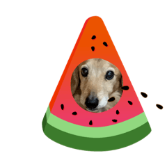 [LINEスタンプ] ダックスのレオン