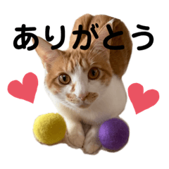 [LINEスタンプ] 茶白猫チャイくんのスタンプ