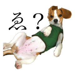 [LINEスタンプ] ネコ型イヌット