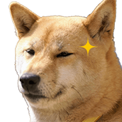 [LINEスタンプ] 柴犬ゆげの日常
