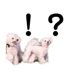 [LINEスタンプ] ゆきみだいふく事故画集