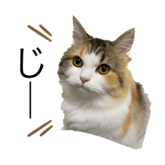 [LINEスタンプ] もこリコねこと仲間たち