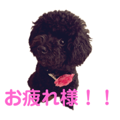[LINEスタンプ] トイプードルのクレアさん。エピソードわん
