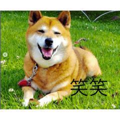 [LINEスタンプ] 可愛い犬スタンプ！