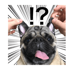 [LINEスタンプ] パグのコジ