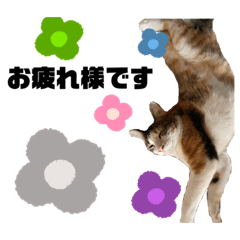 [LINEスタンプ] いやしにゃんこ