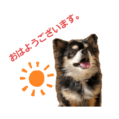 [LINEスタンプ] チワワ(黒)写真スタンプ