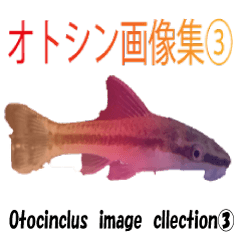 [LINEスタンプ] オトシン集-③