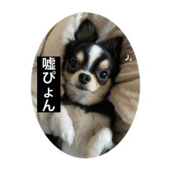 [LINEスタンプ] 蘭ちゃんのランラン日和