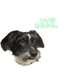 [LINEスタンプ] 愛犬てりのスタンプ