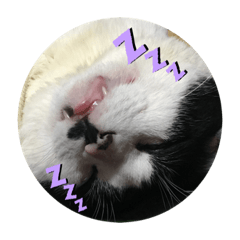 [LINEスタンプ] とある猫の日常♪