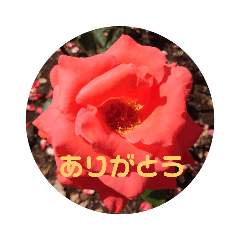 [LINEスタンプ] おはなのスタンプ♪