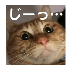 [LINEスタンプ] 茶トラのもあくん①