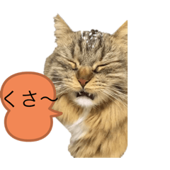 [LINEスタンプ] 短足マンチカン クリスタちゃん