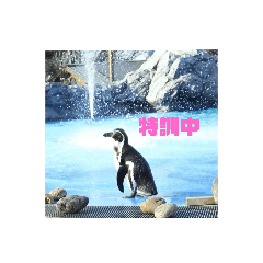[LINEスタンプ] 鳥さんからのメッセージ