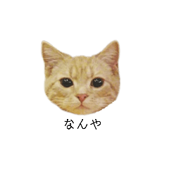 [LINEスタンプ] こむぎ【日常編④】
