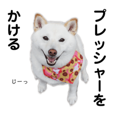 [LINEスタンプ] 白い犬さくら。プレッシャーをかける