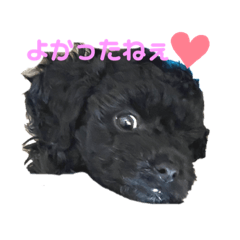 [LINEスタンプ] 黒トイプーの雷蔵3