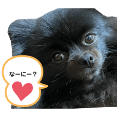 [LINEスタンプ] 黒ポメクロ君 日常使えるスタンプ第2弾