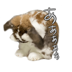 [LINEスタンプ] うさぎたちの本音