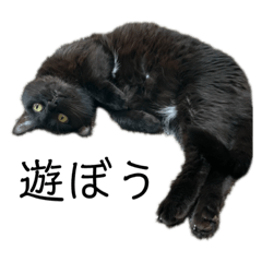 [LINEスタンプ] 猫（クロ）の日常