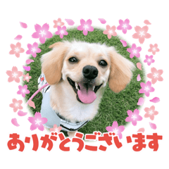 [LINEスタンプ] ゆず(チワックス)の日常