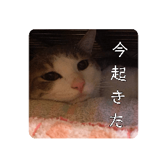 [LINEスタンプ] 我が家の可愛い家族達{しぐれとちろろ}