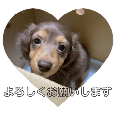 [LINEスタンプ] ミニチュアダックスのあると君