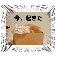 [LINEスタンプ] 保護猫サイベリアンの琥珀①