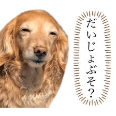[LINEスタンプ] 我が愛犬のかわいいすたんぷ