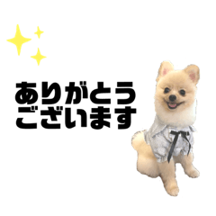 [LINEスタンプ] ポメラニアンAndyのLIFESTAMPS5
