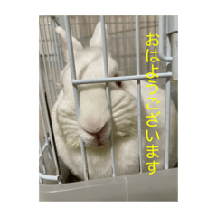[LINEスタンプ] ましろおもち毎日スタンプ