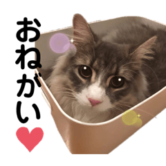 [LINEスタンプ] ノエルとまったり日常スタンプ♪