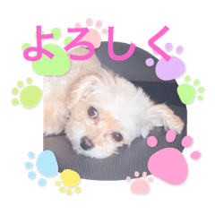 [LINEスタンプ] チワプーのレオン