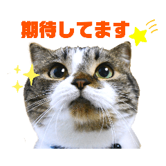 [LINEスタンプ] ユニーク猫スタンプ！短足だってイイじゃん