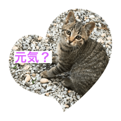 [LINEスタンプ] ピレニーズと猫たちの日常