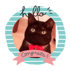 [LINEスタンプ] 黒猫のチャロくん