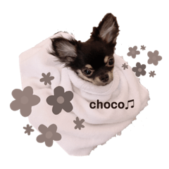 [LINEスタンプ] チワワの チョコスタンプ