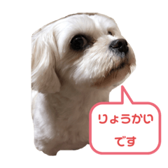 [LINEスタンプ] よく使う挨拶 わんわん☆キャバマル