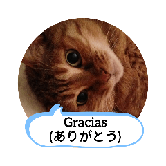 [LINEスタンプ] 老猫にゃん子(スペイン語=日本語)