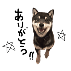 [LINEスタンプ] 柴犬 黒柴