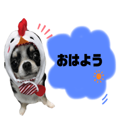 [LINEスタンプ] スムチのChloeちゃん