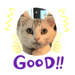 [LINEスタンプ] にゃんこスタンプにゃん☆☆